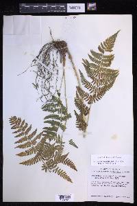 Dryopteris maxonii image