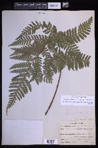 Megalastrum caribaeum image