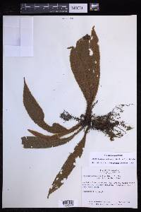 Elaphoglossum paleaceum image