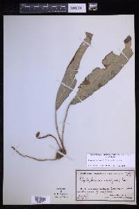 Elaphoglossum scolopendrifolium image