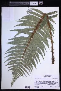 Dryopteris wallichiana image