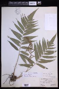 Polybotrya sorbifolia image