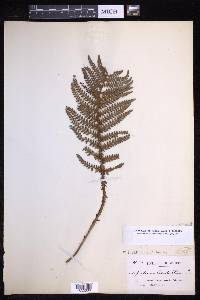 Polystichum aculeatum image