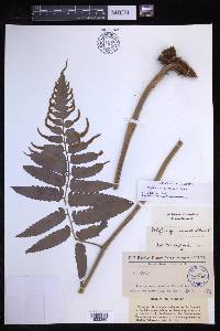 Polybotrya goyazensis image