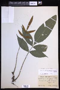 Mickelia nicotianifolia image