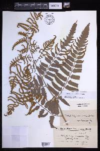 Polybotrya goyazensis image