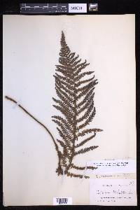 Polystichum aculeatum image