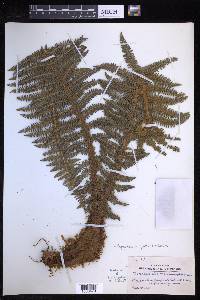 Polystichum speciosissimum image