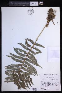 Polystichum concinnum image