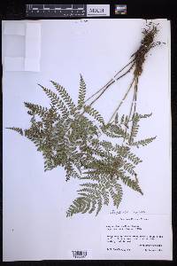 Polystichum fournieri image