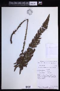 Polystichum orbiculatum image