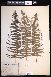 Polystichum falcinellum image