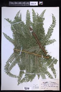 Polystichum ordinatum image