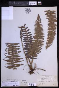 Polystichum triangulum image