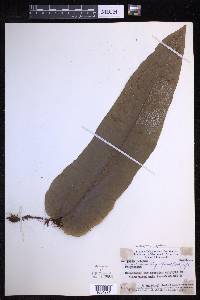Lecanopteris linguiformis image