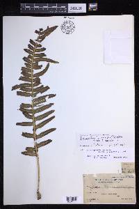 Lecanopteris sarcopus image