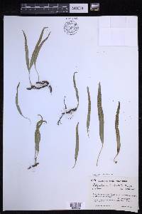 Lepisorus clathratus image