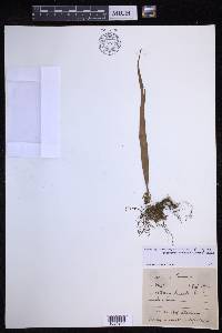 Lepisorus sinensis image