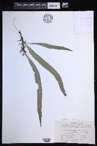Lepisorus subhemionitideus image