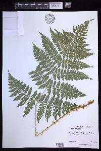 Dryopteris campyloptera image