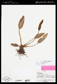 Elaphoglossum lehmannianum image