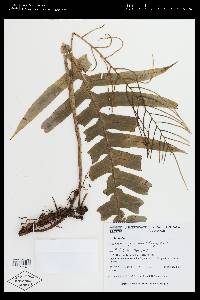 Lomaridium pteropus image