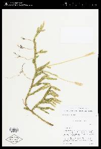 Lycopodium lagopus image