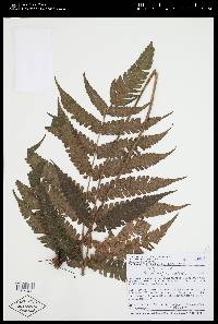 Steiropteris polypodioides image