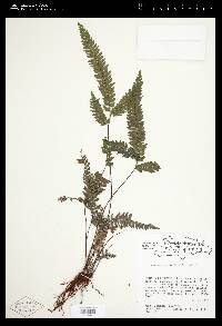 Adiantum pyramidale image