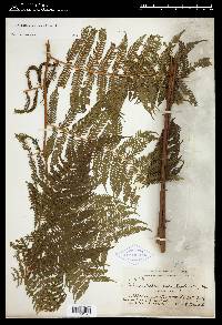 Cyathea microdonta image