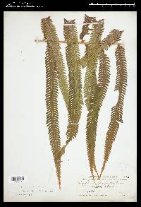 Christella oligophylla image