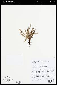 Cochlidium punctatum image