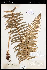 Polystichum munitum var. munitum image