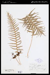 Polypodium glycyrrhiza image