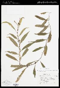 Image of Elaphoglossum amygdalifolium