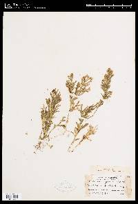 Selaginella asperula image