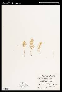 Equisetum pratense image