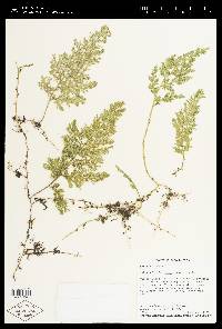 Selaginella involvens image