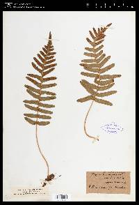 Polypodium vulgare image