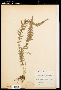 Phegopteris decursive-pinnata image