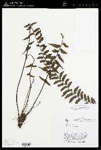 Asplenium harpeodes image