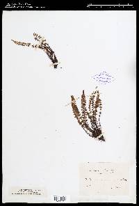 Asplenium viride image