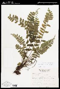 Image of Hymenasplenium laetum