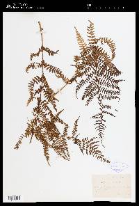 Athyrium distentifolium image