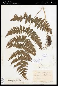 Cornopteris opaca image