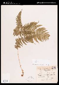 Dryopteris ramosa image