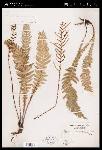 Austroblechnum lechleri image