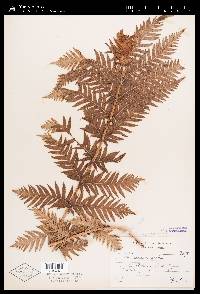 Woodwardia fimbriata image