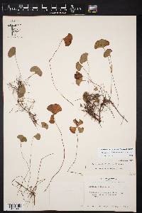 Marsilea macropoda image