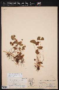 Marsilea macropoda image